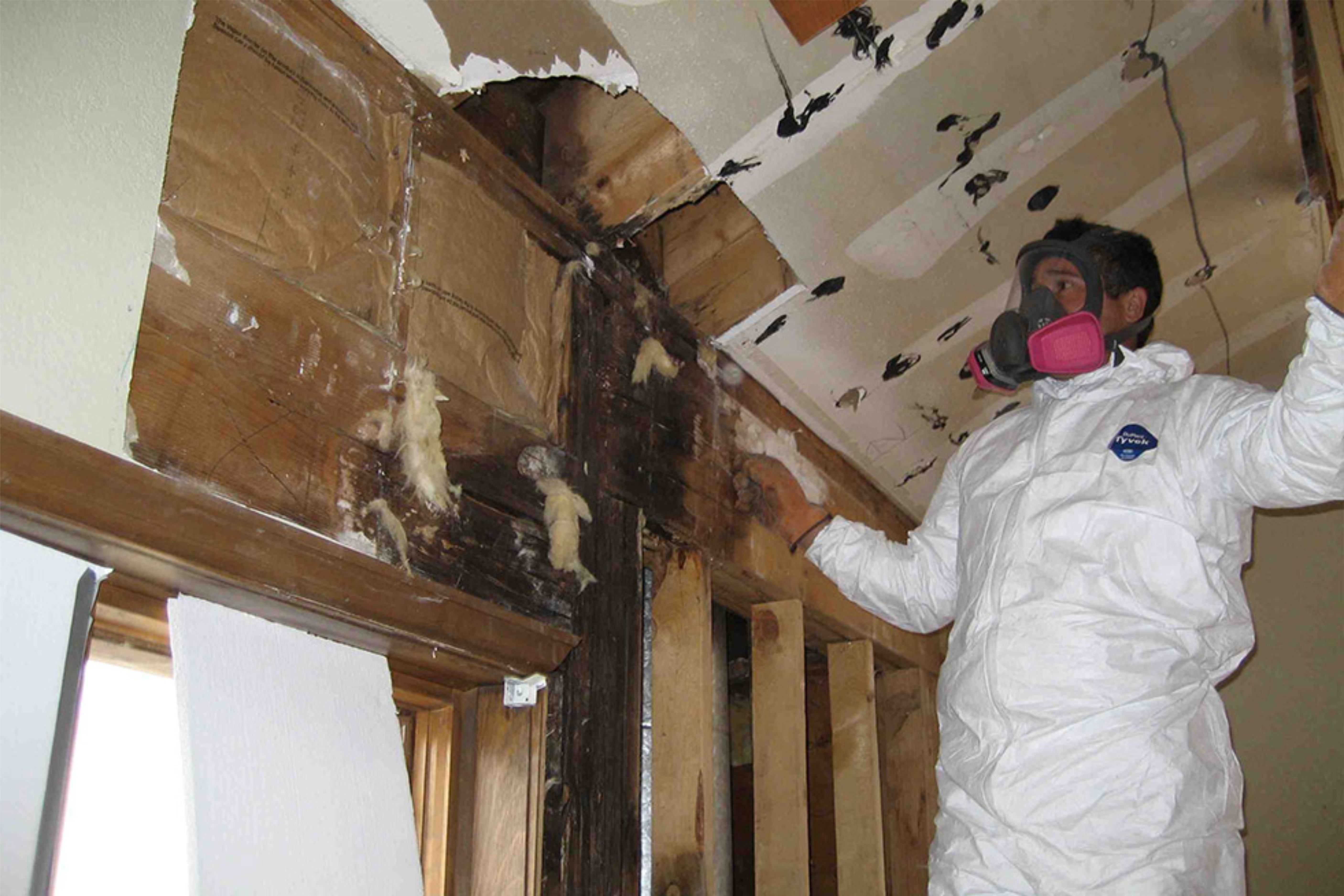 mould remediation